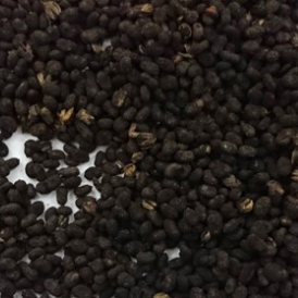 Phá Cố Chỉ